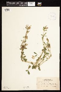Medicago sativa image