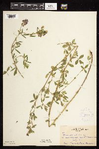 Medicago sativa image