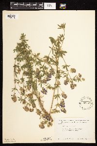 Medicago sativa image