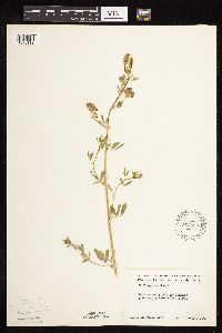 Medicago sativa image