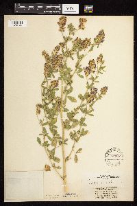 Medicago sativa image