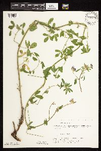 Medicago sativa image