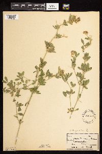 Medicago sativa image
