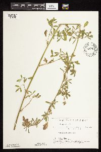 Medicago sativa image