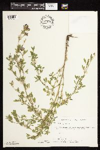 Medicago sativa image