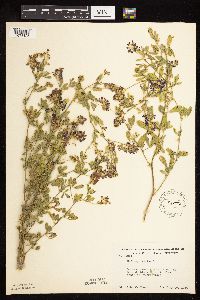 Medicago sativa image