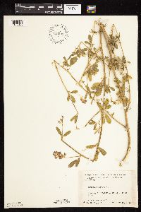 Medicago sativa image