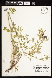 Medicago sativa image
