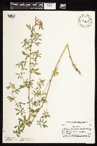 Medicago sativa image