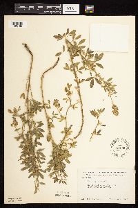 Medicago sativa image
