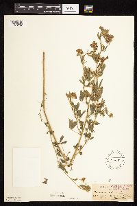 Medicago sativa image