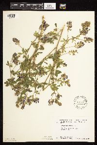 Medicago sativa image