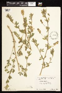 Medicago sativa image
