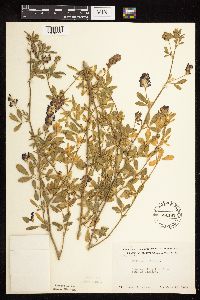 Medicago sativa image