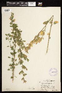 Medicago sativa image