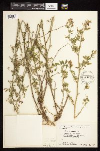 Medicago sativa image