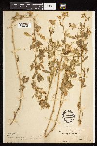 Medicago sativa image