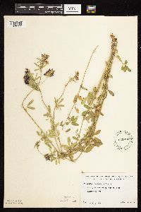 Medicago sativa image