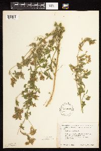 Medicago sativa image