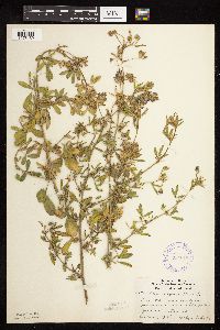 Medicago sativa image