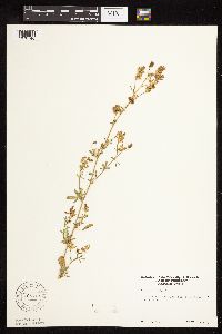 Medicago sativa image