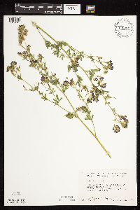 Medicago sativa image