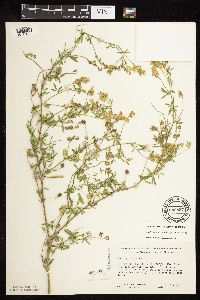 Media resource of Medicago sativa