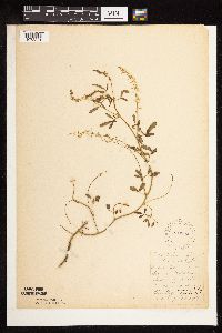 Melilotus officinalis image