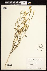 Melilotus officinalis image