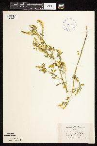 Melilotus officinalis image