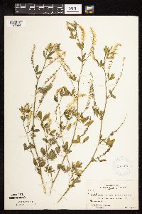 Melilotus officinalis image