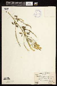 Melilotus officinalis image