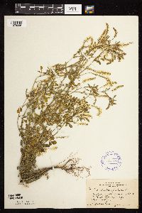 Melilotus officinalis image