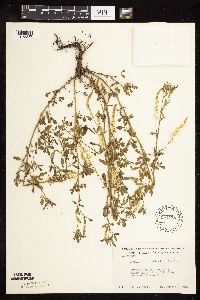 Melilotus officinalis image