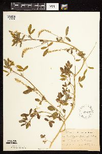 Melilotus officinalis image