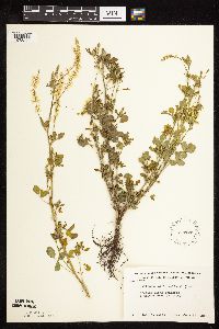 Melilotus officinalis image