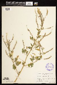 Melilotus officinalis image