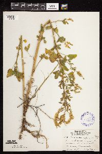 Melilotus officinalis image