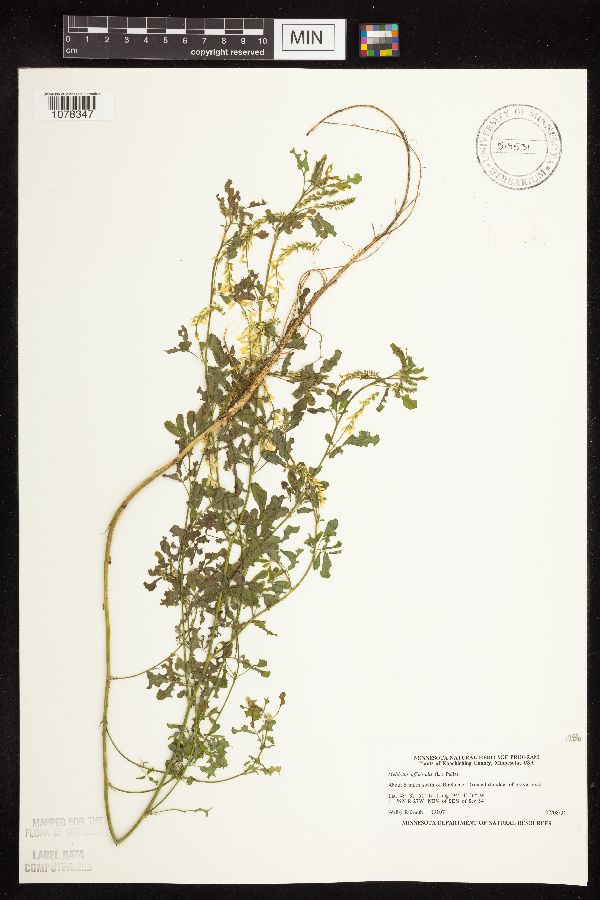 Melilotus officinalis image
