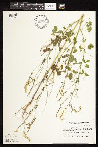 Melilotus officinalis image