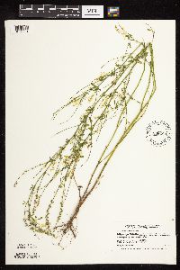 Melilotus officinalis image