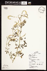 Melilotus officinalis image