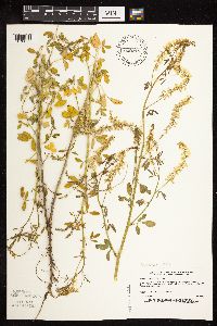 Melilotus officinalis image
