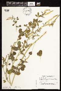 Melilotus officinalis image