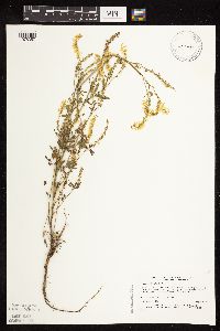 Melilotus officinalis image