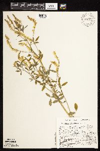 Melilotus officinalis image
