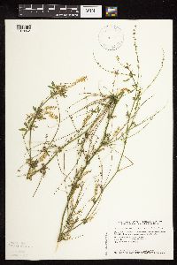 Melilotus officinalis image