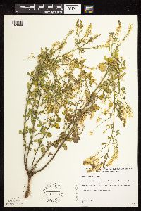 Melilotus officinalis image