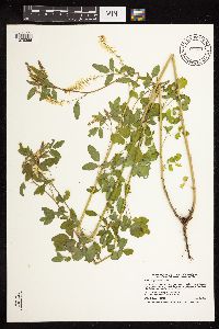 Melilotus officinalis image