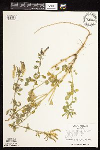 Melilotus officinalis image